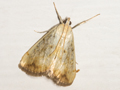 Evergestis extimalis